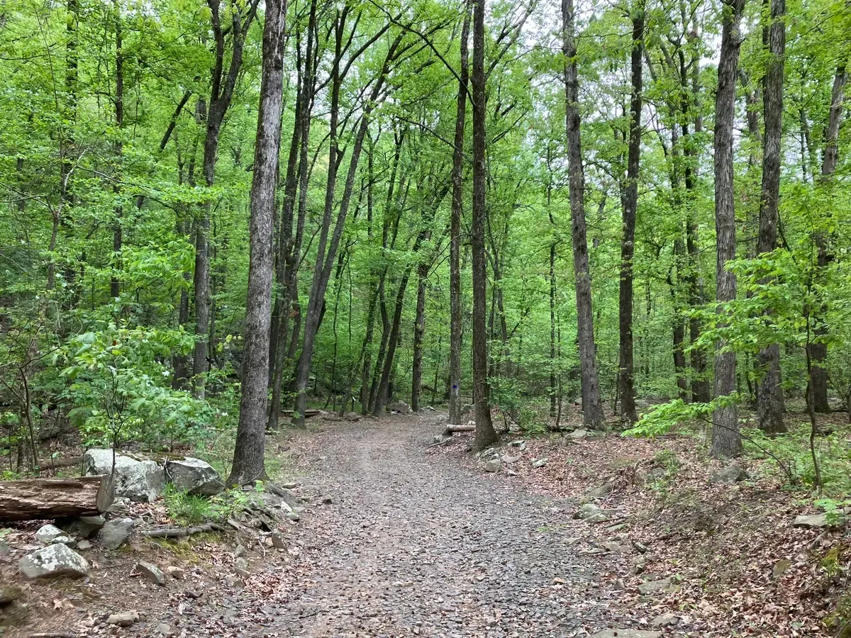 Bench road trail weaving through the forest, it's mostly a service road