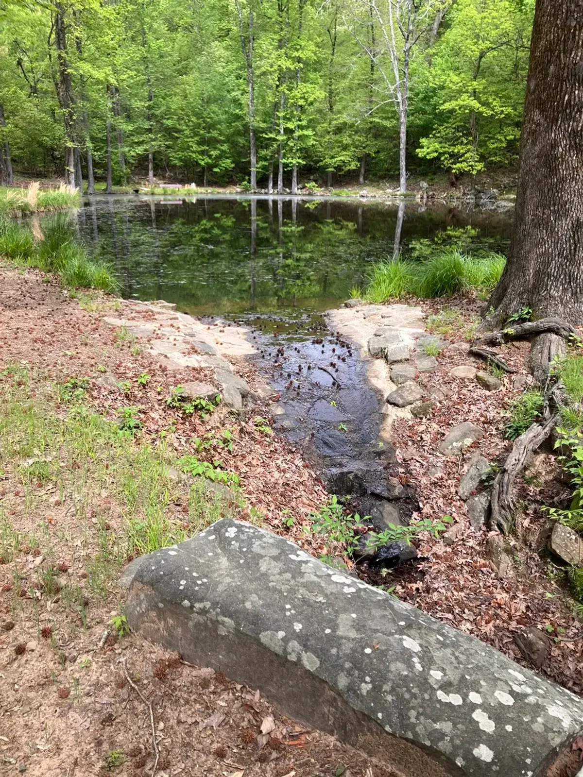 Full view of the pond found on the bench trail