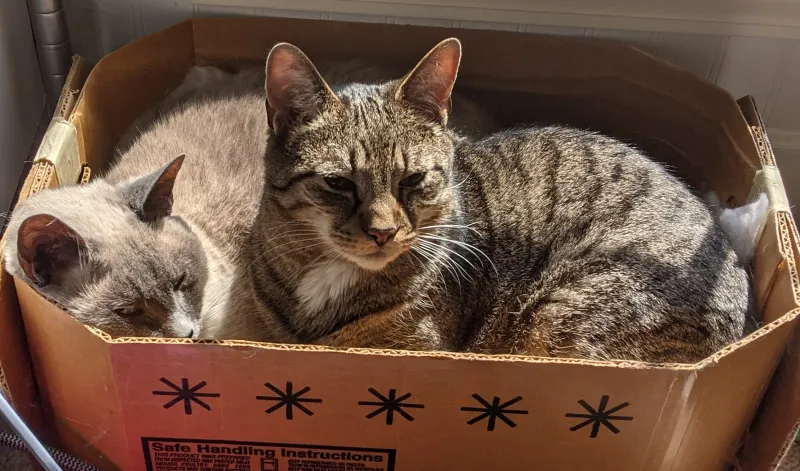 Kitty and Apples the most adorable cats in the world cuddling in a box together.